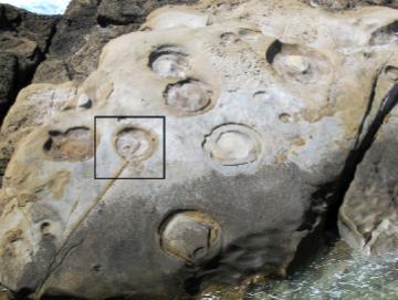 ConcretionLocation
